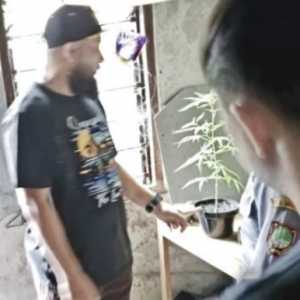 Pemuda di Solo Tanam Ganja di Rumah