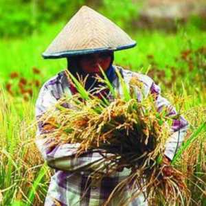 Produksi Pertanian Melimpah, tapi Petani Tak Sejahtera