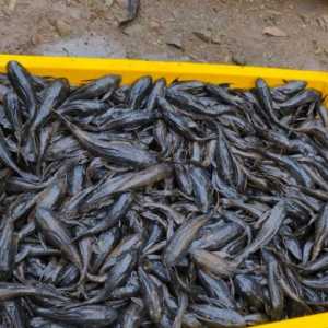 Produsen Siomay akan Dicek Antisipasi Olahan Ikan Sapu-Sapu