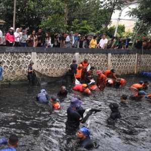 Basmi Ikan Sapu-Sapu