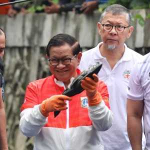 Pemprov DKI Berburu Ikan Sapu-Sapu