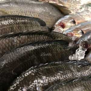 Sektor Perikanan Nasional Terancam Efek Domino Perang AS-Israel dan Iran