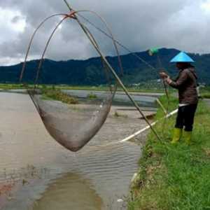 Petani Banjarnegara Malah Raup Cuan Melimpah ketika Sawah Terendam