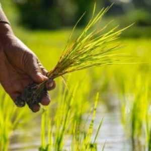 Harga Pangan Dunia Naik Imbas Konflik Iran-Israel