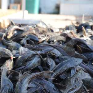 3,09 Ton Ikan Sapu-sapu Dimusnahkan di Jaktim