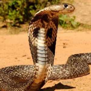 Mengungkap Arti Mimpi Ular