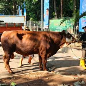 Wamentan Sebut Iduladha 1447 H Bawa Berkah bagi Peternak