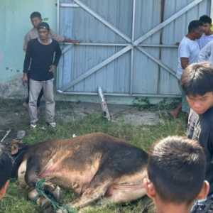 Athari Gauthi Tebar Sapi Kurban Lewat Jalur Parlemen Daerah
