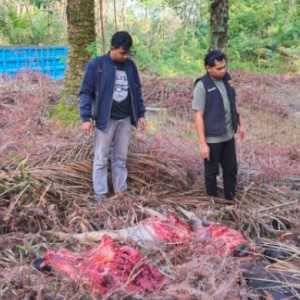 Dua Pencuri Sapi Dibekuk saat Sedang Memotong Hasil Curian