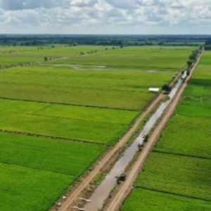Konflik Agraria di Program Lumbung Pangan