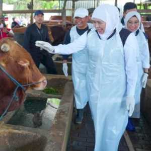 Khofifah Pastikan Stok Hewan Kurban di Jatim Aman