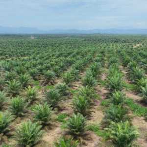 PalmCo Genjot Transformasi Kebun Rakyat Atasi Stagnasi Produksi Sawit