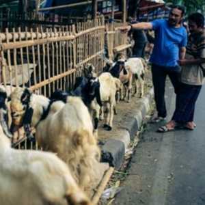 Harga Hewan Kurban di Jakarta Dipastikan Masih Terkendali