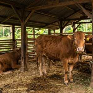 Daftar Harga Sapi Kurban Idul Adha 2026 di Baznas hingga Istiqlal