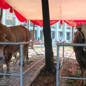 Banpres Sapi Pindahkan Belanja Negara Langsung ke Peternak
