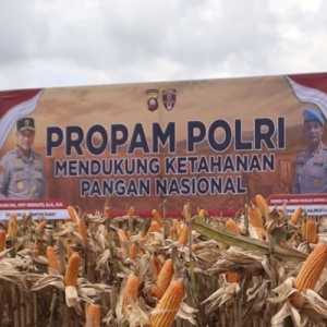 Polri Panen Raya Jagung di Bengkayang