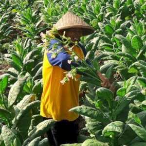 Petani Tembakau dan Cengkeh Soroti RPMK soal Kemasan Rokok
