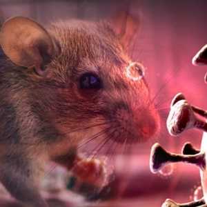 Gejala Awal Terinfeksi Hantavirus  Umumnya Demam dan Nyeri Otot