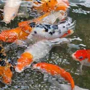 Kombinasi Pakan Dorong Optimalisasi Industri Ikan Koi