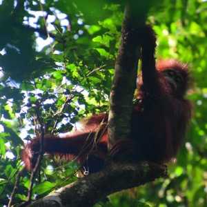 Dari Kandang ke Kanopi Hutan: Tiga Orangutan Hasil Rehabilitasi Kembali ke Alam Liar