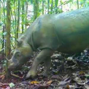 Badak Kalimantan Terakhir di Alam Liar Segera Dievakuasi