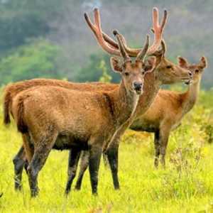 Sebulan Belum Tertangkap, Rusa Timor Lepas dari Penangkaran di Tuban
