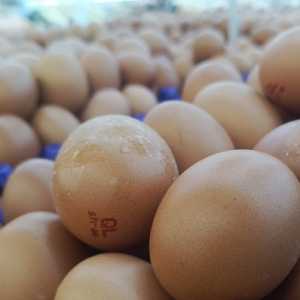 Bapanas Usul Daging Ayam dan Telur Masuk Program Bantuan Pangan