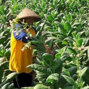 Standarisasi Kemasan Berpotensi Memukul Petani Cengkeh