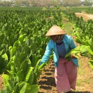 Standardisasi Kemasan Perlu Pertimbangkan Nasib Petani