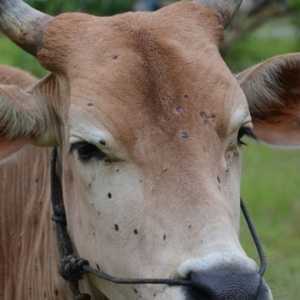 Ketergantungan RI Impor Sapi dan Kerbau dari Australia Tuai Sorotan