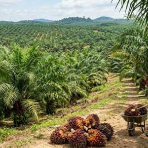 Minyak Mentah Memanas, Daya Tarik CPO sebagai Bahan Baku Biodiesel Meroket