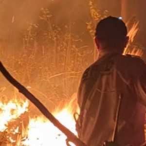 Kalimantan: Paru-paru Dunia yang Lagi Sesak Napas