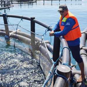 Benih Kerapu dan Bandeng Asal Bali Laris Manis di Luar Negeri