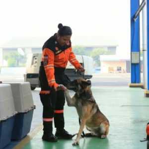 Polri Terbangkan 10 Anjing K9 untuk Cari Korban Gempa NTT