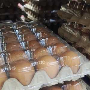 Pemerintah Bakal Benahi Distribusi Harga Ayam-Telur Buntut Harga Jomplang