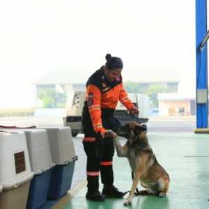 Polri Kerahkan 10 K9 SAR Berpengalaman ke Flores dengan Pesawat Khusus