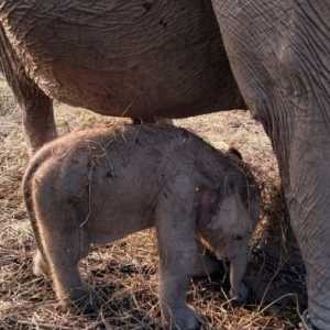 Kelahiran Anak Gajah Sumatera di Padang Sugihan Jadi Kado Istimewa HUT RI