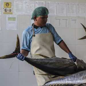Peningkatan Kapasitas Pekerja Pembekuan Tuna