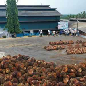 BWPT Menjawab Pertanyaan BEI soal FELDA, Ini Lengkapnya