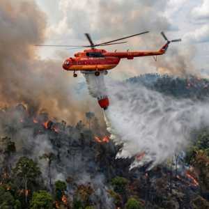 Daftar 6 Perusahaan di Kalimantan Disanksi Kemenhut Buntut Karhutla