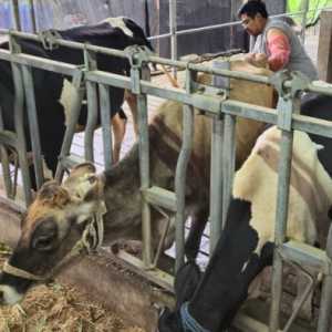 BRI Peduli Bantu Peternak Sapi Perah Malang Naik Kelas Lewat Klaster Unggulan