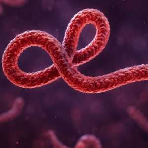 WHO Tetapkan Wabah Ebola di Republik Demokratik Kongo Terburuk dalam Sejarah