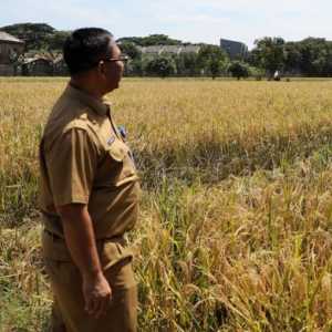 Musim Kemarau Belum Berdampak Signifikan ke Produsi Pertanian