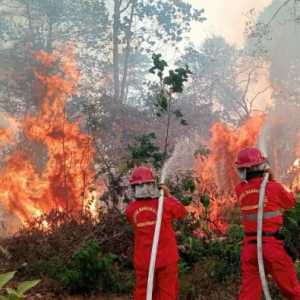 Asap Karhutla Tembus Malaysia, Pemerintah Fokus Tangani Enam Provinsi Ini