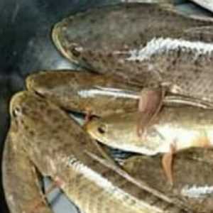 Ikan Gabus Baik untuk Ibu Pascamelahirkan, Begini Penjelasannya