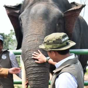 Pelibatan Masyarakat Penting untuk Lindungi Habitat Gajah Sumatera