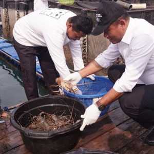 Budi Daya Lobster Modeling Batam Tembus Pasar Ekspor, Daerah Lain Siap Menyusul