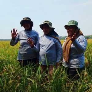 Petani binaan PT Pertamina EP Zona 7, Subholding Upstream Regional Jawa di Desa Jatisura, Kecamatan Cikedung, Kabupaten Indramayu, Jawa Barat. (Foto: RMOL)