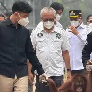 BOSF Apresiasi Gibran Turun Langsung Lihat Kondisi Orang Utan Terdampak Karhutla