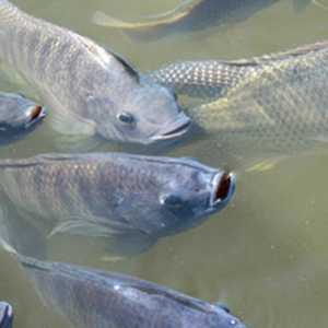 Darurat Ekologis, Thailand Resmi Perintahkan Pembasmian Ikan Nila Hitam